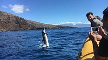 Lanai Deluxe Dolphin Adventure & 3 Snorkel Sites