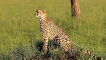 3 days Tarangire, Ngorongoro & Lake Manyara package