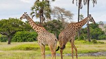 7 Days Tanzania Small Group Safari
