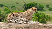 7 Days Tuji- Enjoy Kenya Safari (MINIMUM 2 PAX)