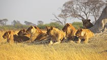  half Day TOURS/NAIROBI NATIONAL PARK/ELEPHANT & GIRAFFE CENTRE