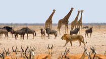 Namibia Express Safari - 6 Days