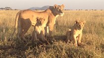 4 Days Exciting Camping Safaris Serengeti Tanzania