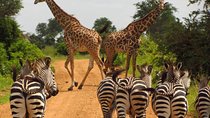 12 Days / 11 Nights Private group safari 