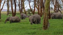 Game Drive Amboseli National Park Day Tour