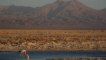 San Pedro de Atacama, Laguna de Chaxa and Toconao - Half day
