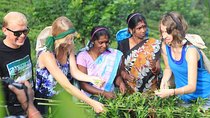 Tea Plucking & Tea Factory Tour