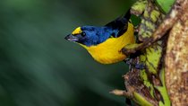 Bird Watching Tour Arenal Mundo Aventura