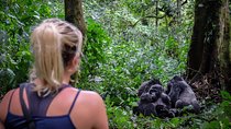 6-Day Gorilla Trekking and Kampala City Tours