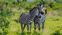 5 Day Safari To Serengeti & Tarangire National Parks
