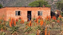 The Eastern Cape Wild Aloe Tour from Port Elizabeth - FD14