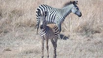 7 Day Safari To Selous, Mikumi and Ruaha National Parks + transfers