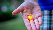 Kuala Selangor Firefly Tour Including Dinner & Hotel Transfer