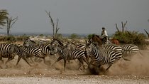 Horse safaris in Tanzania 