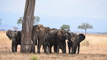 4 Day Serengeti & Ngorongoro Safari Wildlife Wonders of Tanzania