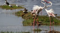 Lake Nakuru National Park Day Tour From Nairobi