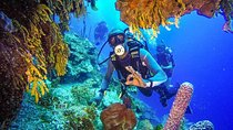 Scuba Diving at Catalina Island - All Inclusive - Full Day Tour