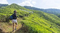 From Kuala Lumpur: Explore Cameron Highlands’ Scenic Landscapes