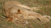 7.a.m Pick Up Nairobi National Game Drive/giraffe Centre/lunch At Carnivore