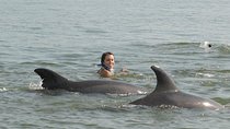 Watch and Swim with Dolphins in the Wild