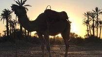 Palmerai groove Camel Ride with SunSet