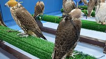 Guided Falcon Hospital Tour Abu Dhabi