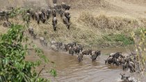 7 Days Migration Crossing in Mara River Northern Serengeti