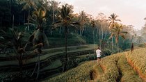 Ubud Swing, Rice Terrace and Waterfall Highlights Tour