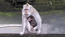 Ubud Monkey Forest And Waterfall Private Day Trip.