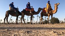Sunset Camel Ride in the Palm Groves of Marrakech