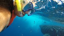 Half Day Whale Shark Tour From Playa del Carmen