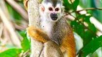 Manuel Antonio National Park Wildlife Tour