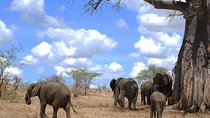 3 Days Amzing Safari in Tarangire and Nngorongoro 