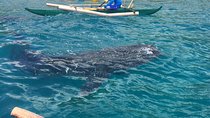 Oslob Whalesharks & Aguinid Falls w/ Sumilon Sandbar (3in1)