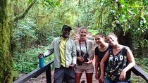 Mount Kilimanjaro Day Tour