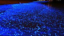 Bio Luminescent Swimming From Krabi