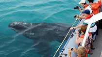 Marine Big 5 Full Day Guided Return Transfer Cape Town - Gansbaai