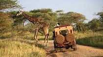 Full Day Tour To Lake Manyara National Park 