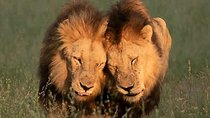 3 Days Serengeti Ngorongoro Crater