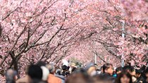 Tokyo Spring Daytime (Cherry Blossom) Food Tour