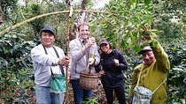 Coffee Farm Experience: 1-Day Coffee Tour from Cusco
