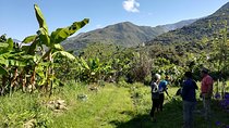 Full-Day Tour: Cacao farm experience in the jungle of Cusco