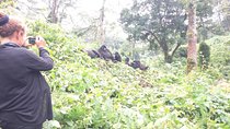 Rwanda Gorillas Adventure 5Days/4Nights ( Comfort)