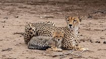 5 Days Luxury Lodge Safari Tour Tanzania