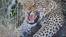 Safari privé de 2 jours au Tarangire et au Ngorongoro