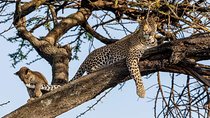 7 Day Amazing Budget Safari Tour Tanzania