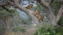 6 Days Budget Mid Range Safari Tour Tanzania