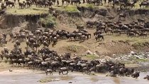 Classic Kenya and Tanzania Migration Safari 2025