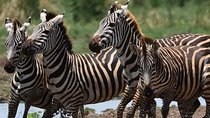 5 Days Affordable Budget Safari to Northern Tanzania