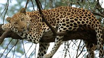 Serengeti, Ngorongoro and Manyara| 4 Days Camping Safari From Arusha